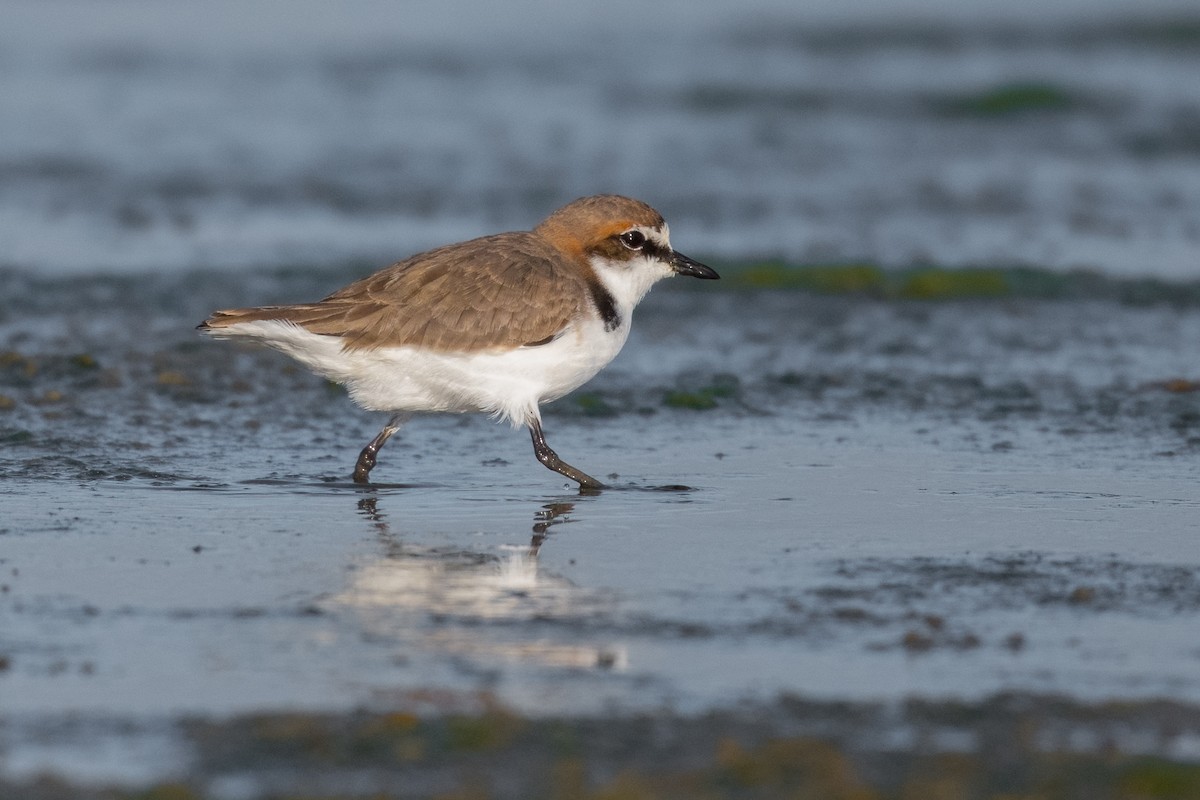 Red-capped Plover - ML358832341