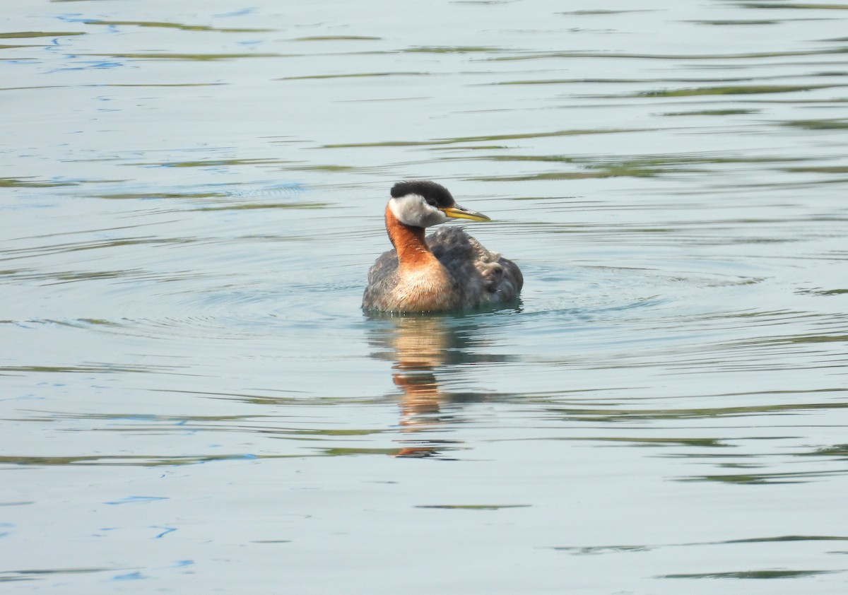 Red-necked Grebe - Michael W. Sack