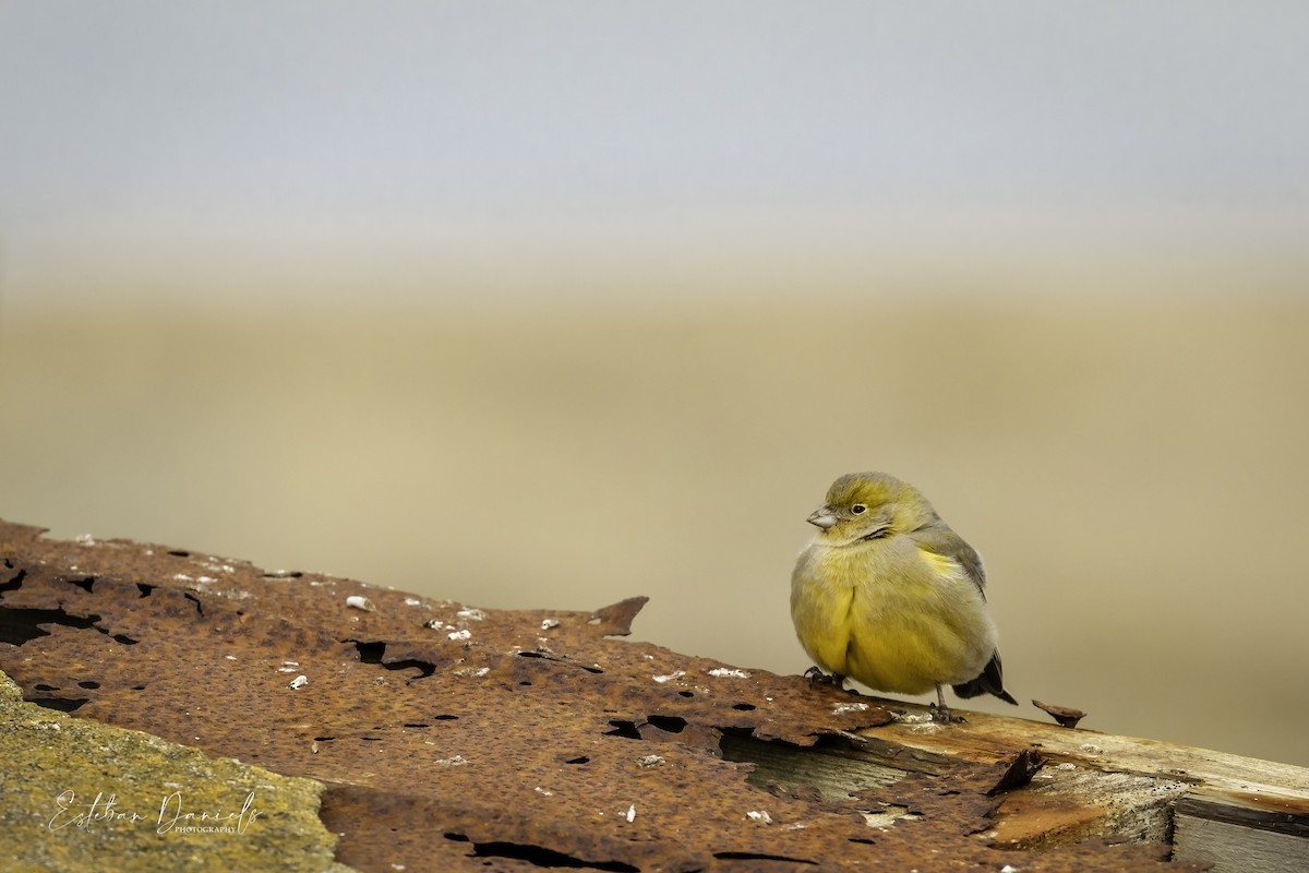 Patagonian Yellow-Finch - ML358835911