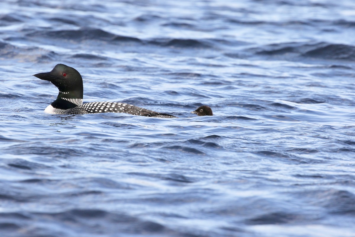 Common Loon - Harold Brewer