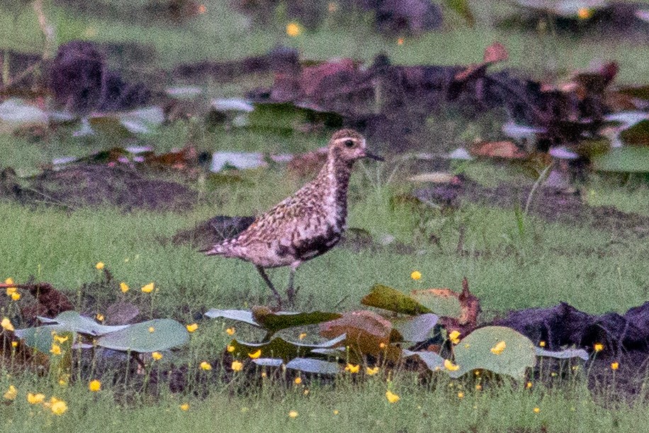 Pacific Golden-Plover - Jeff O'Connell