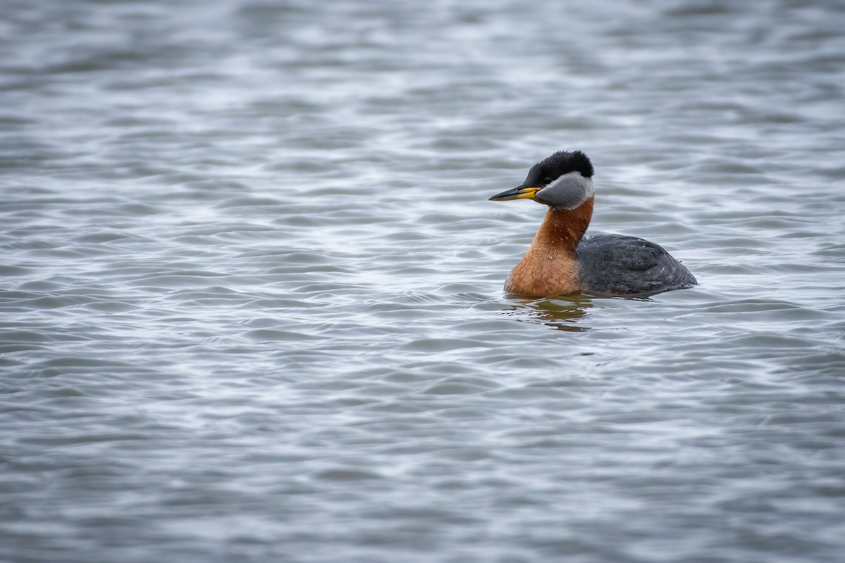 Red-necked Grebe - ML358852321