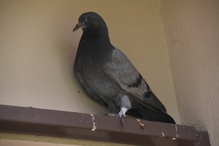 Rock Pigeon (Feral Pigeon), ML358853951