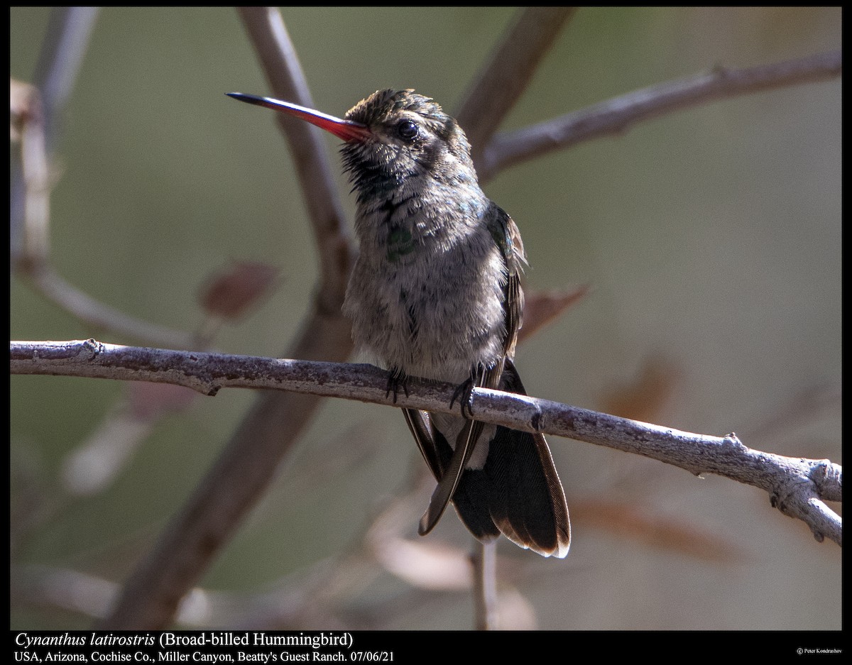 Broad-billed Hummingbird - ML358855891