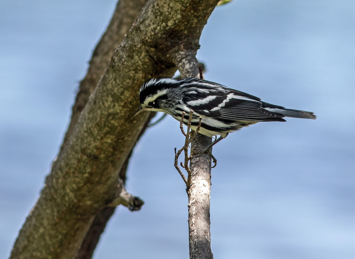 Black-and-white Warbler - ML358857001