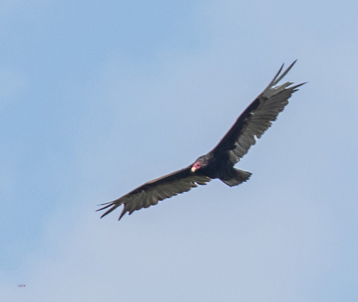 Turkey Vulture - ML358865821