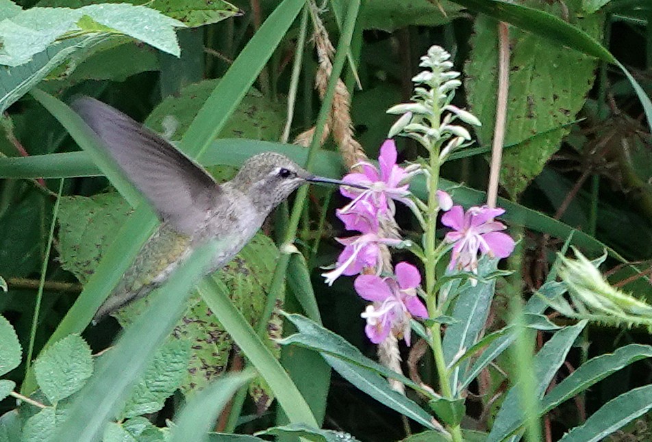 Anna's Hummingbird - ML358866151