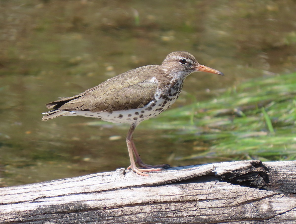 Spotted Sandpiper - Jay Withgott