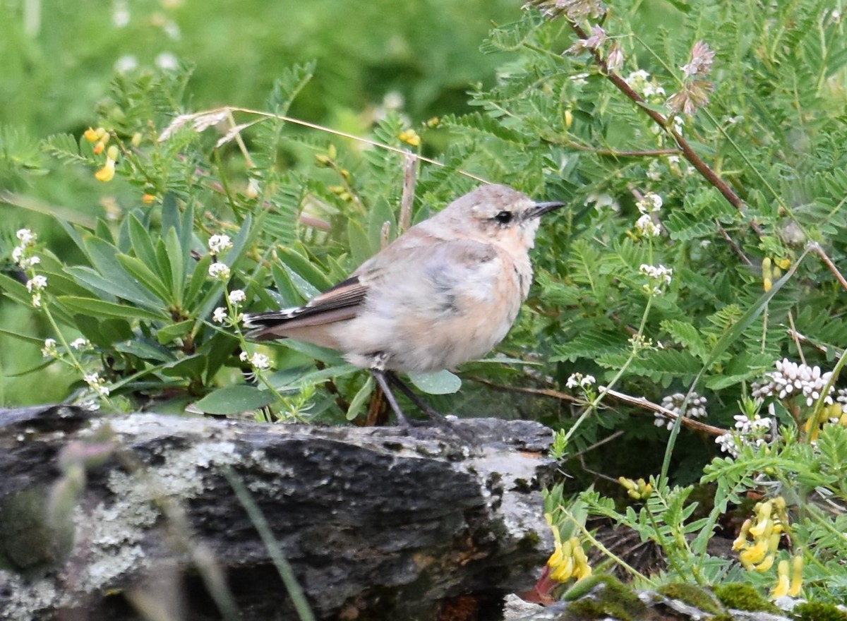 Water Pipit - ML358882061