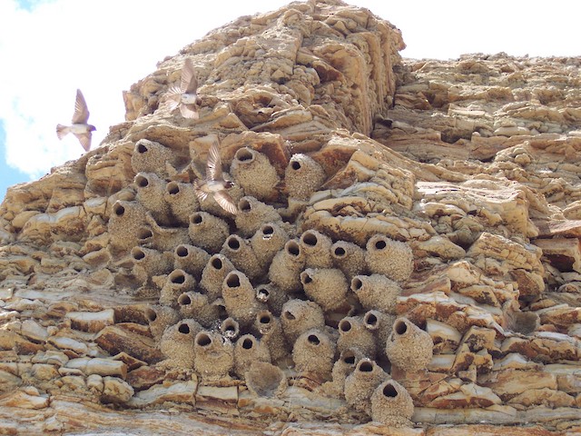 Behavior - Cliff Swallow - Petrochelidon pyrrhonota - Birds of the World