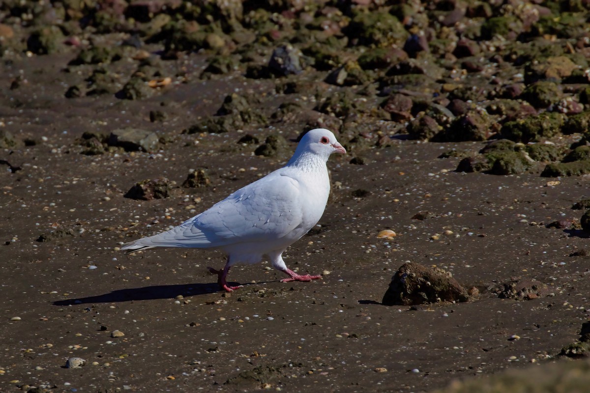 Rock Pigeon (Feral Pigeon) - ML358891241