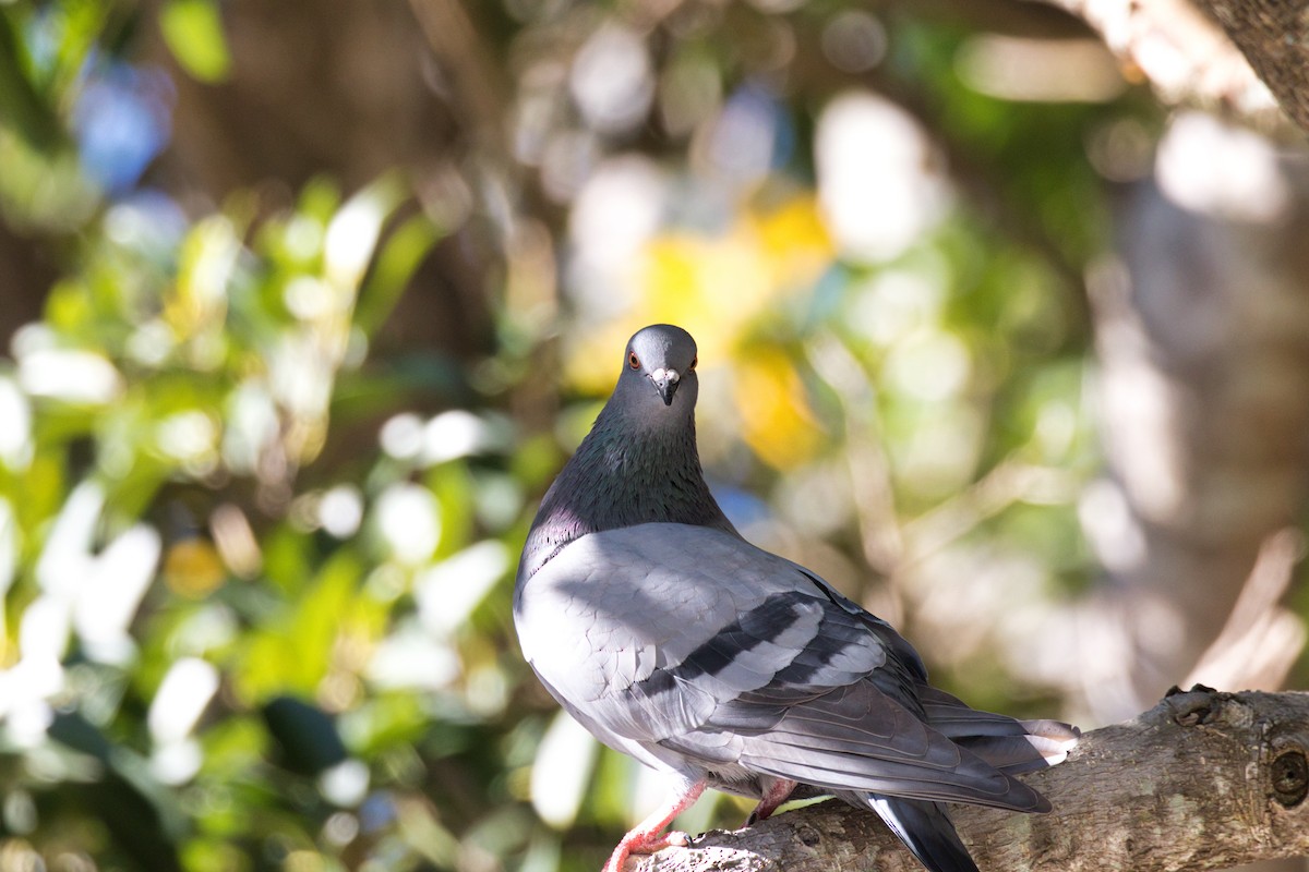 Rock Pigeon (Feral Pigeon) - ML358891271