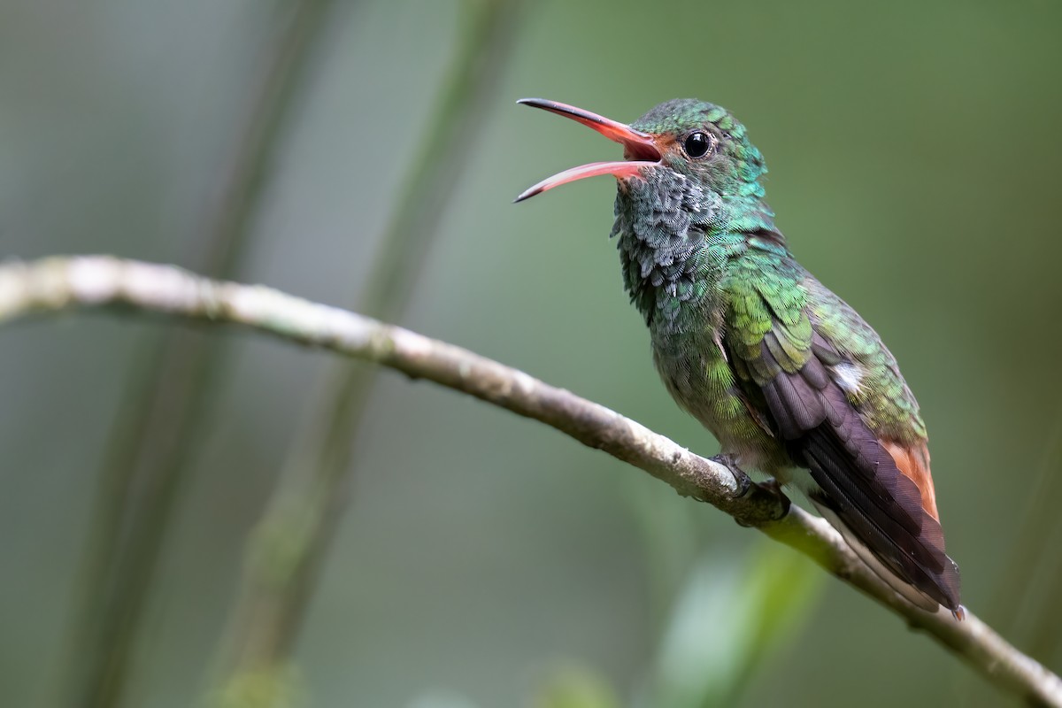 Rufous-tailed Hummingbird - Ben  Lucking