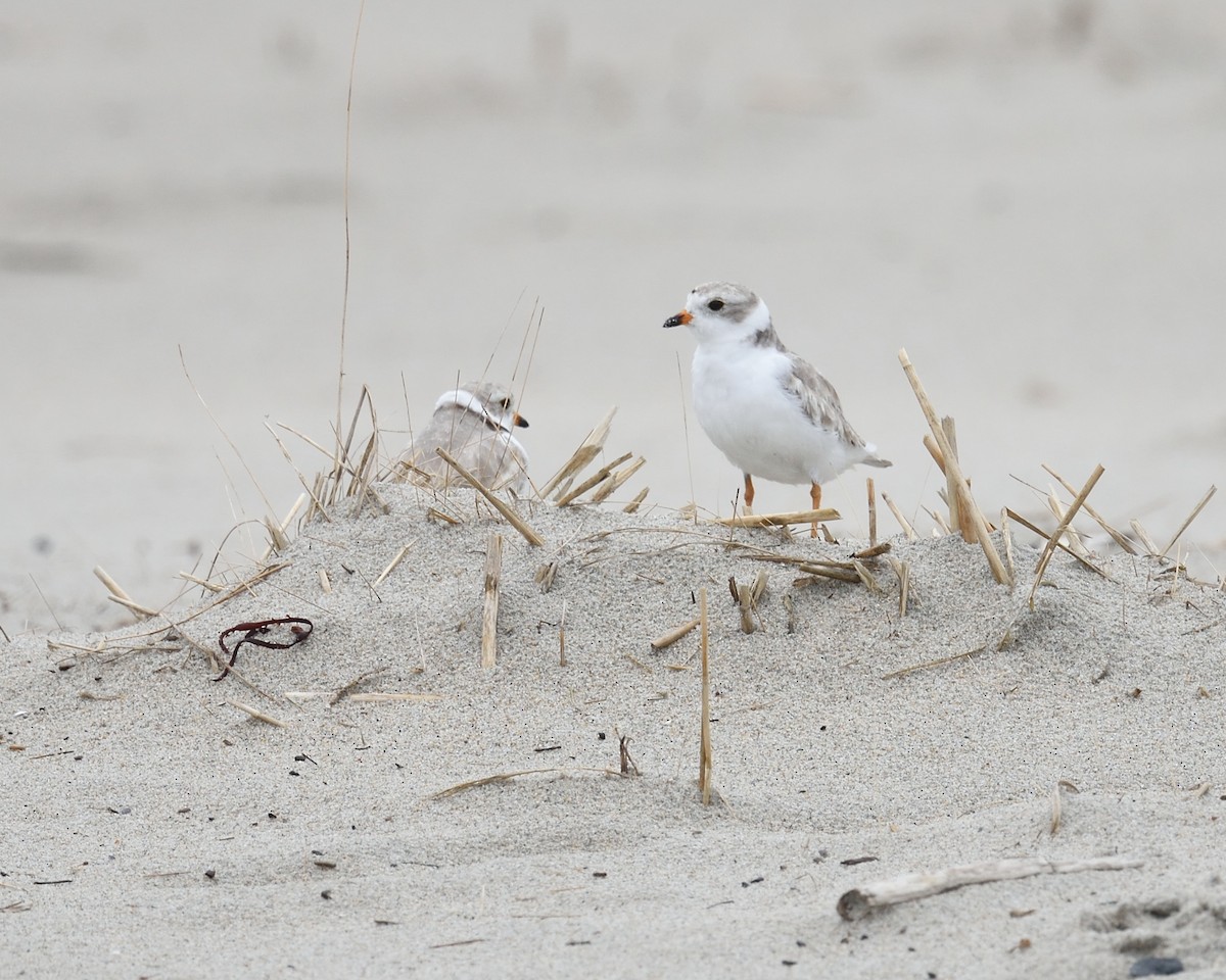 Piping Plover - ML358895731