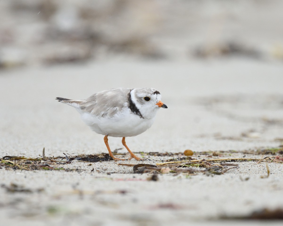 Piping Plover - ML358895741