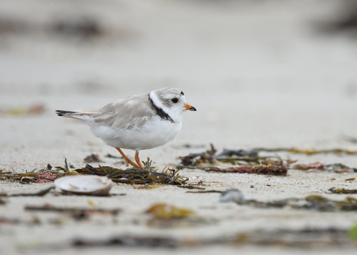 Piping Plover - ML358895761