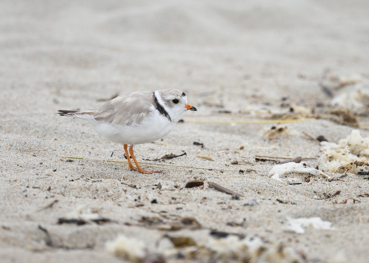 Piping Plover - ML358895771