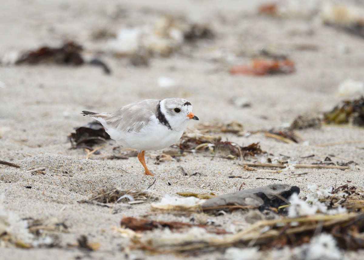 Piping Plover - ML358895781