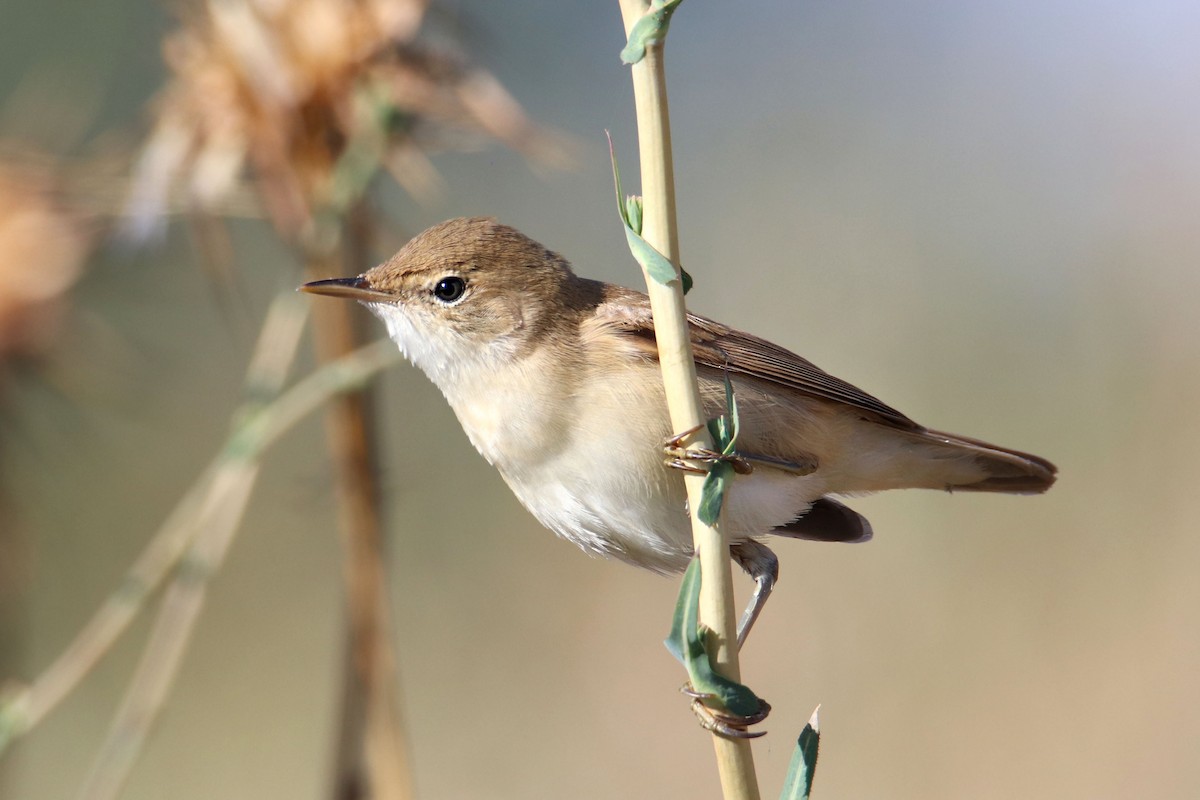 Common Reed Warbler - ML358898411