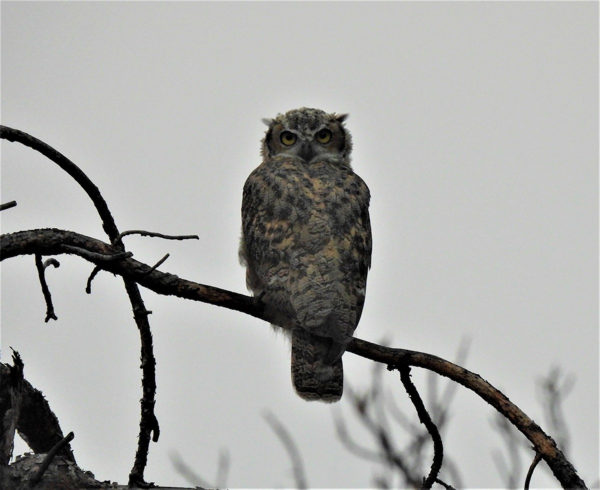 Great Horned Owl - ML358901671