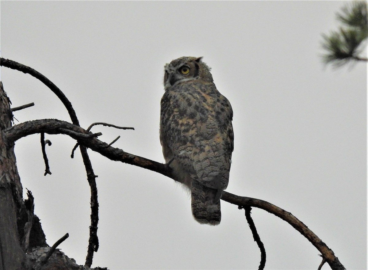 Great Horned Owl - ML358901681