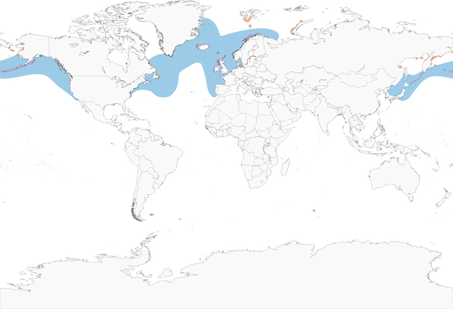Distribution of the Common Murre -  - 