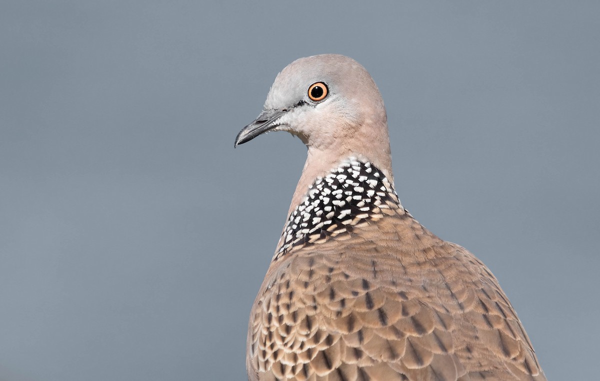 Spotted Dove - ML358907981