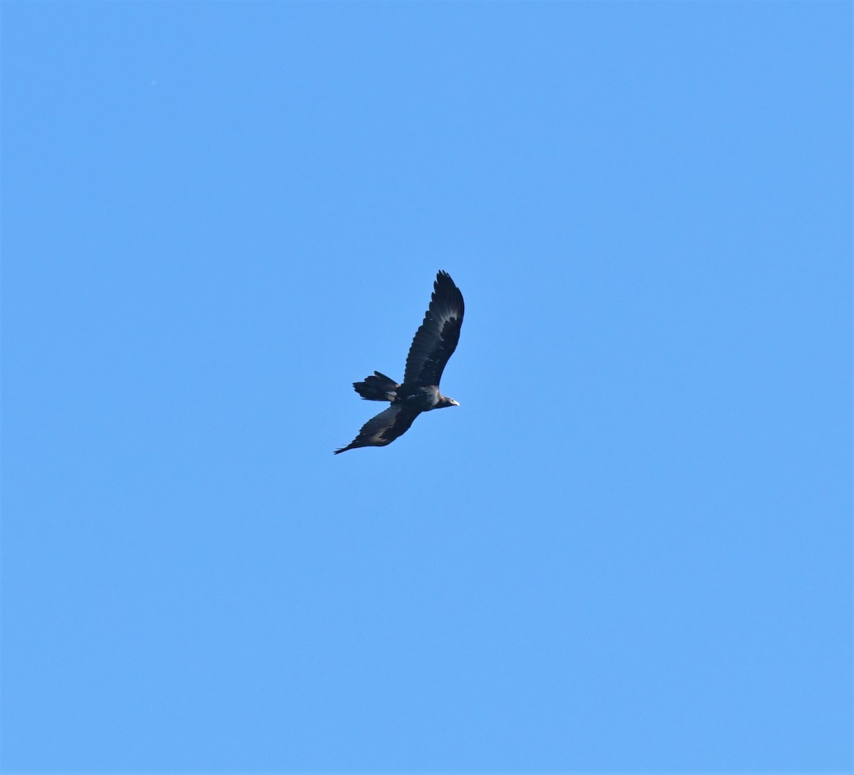 Wedge-tailed Eagle - ML358912651