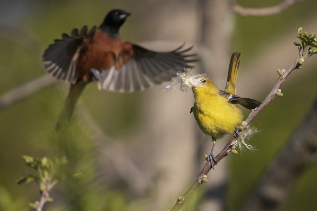 NJ Bird Photos: Birds of New Jersey: Male Oriole