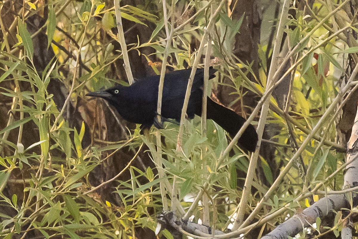 Great-tailed Grackle - ML358925611