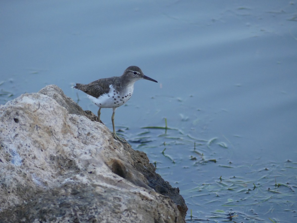 Spotted Sandpiper - Cindy Olson