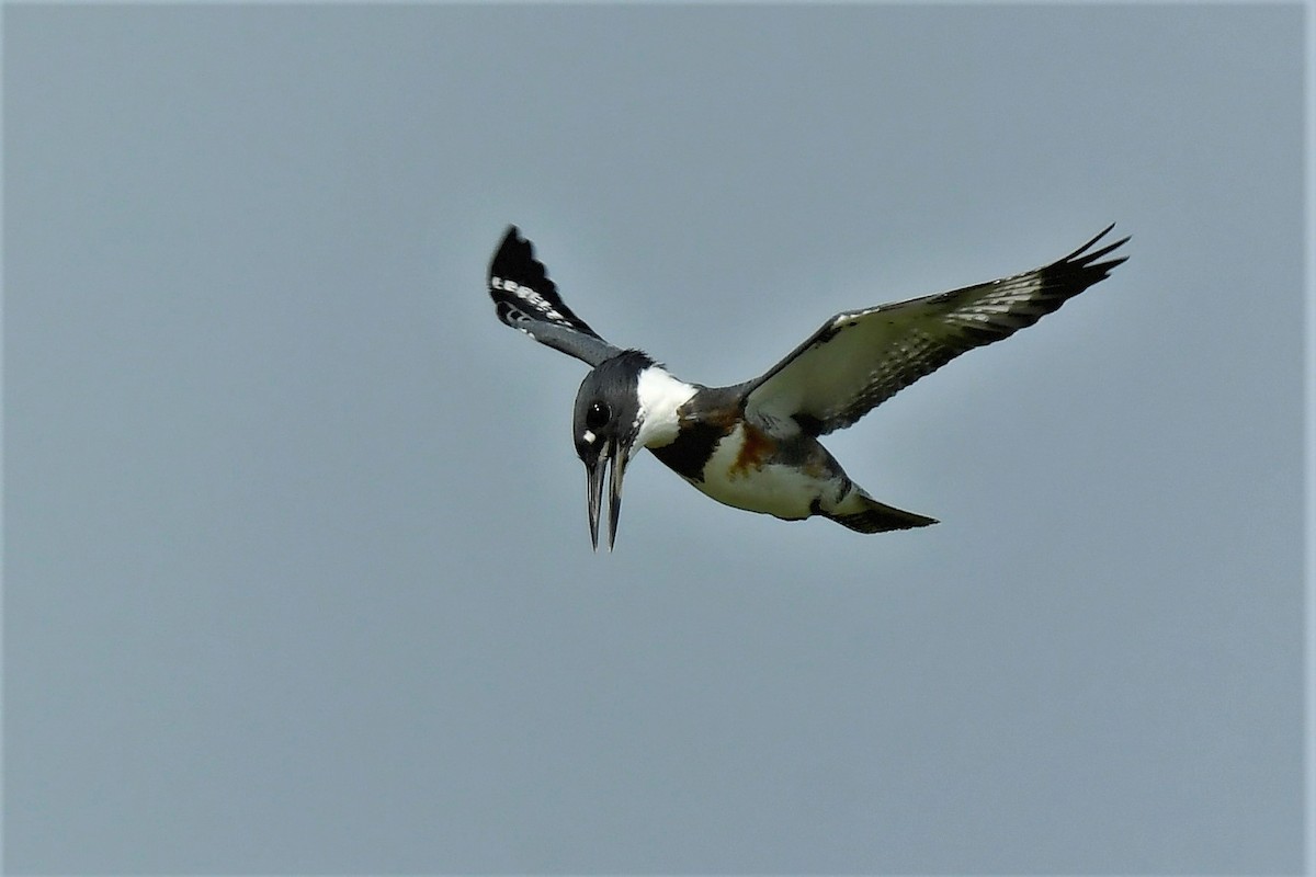 Belted Kingfisher - ML358941931