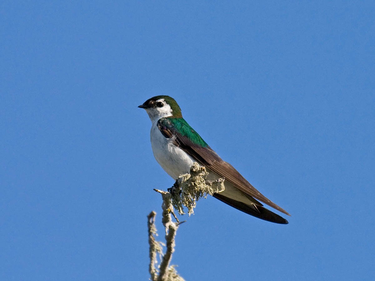 Violet-green Swallow - ML35894401