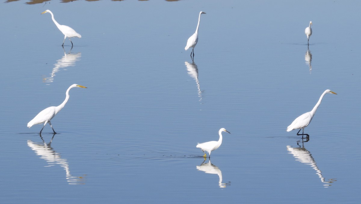 Great Egret - Rocki Adams