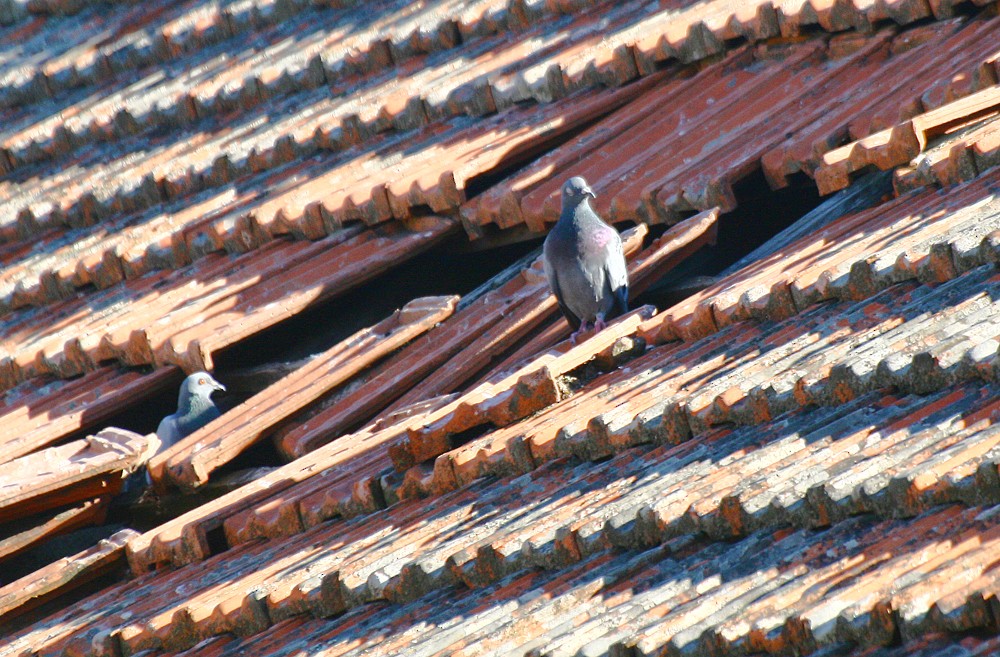 Rock Pigeon (Feral Pigeon) - ML358952431