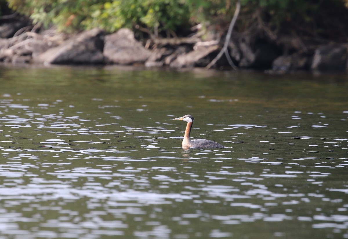 Red-necked Grebe - ML358953361