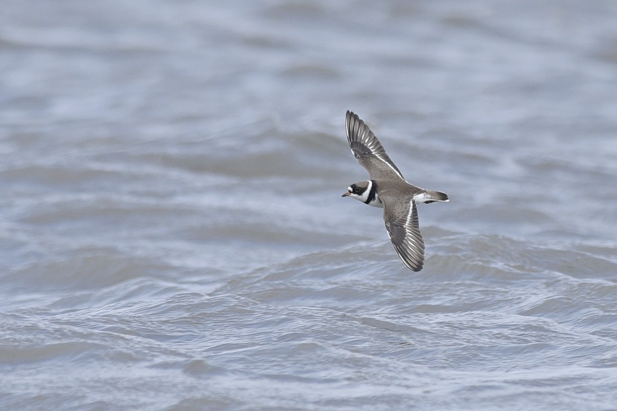 Semipalmated Plover - Daniel Irons