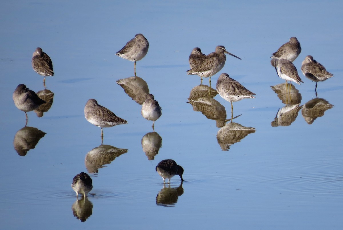 Long-billed Dowitcher - ML35895481