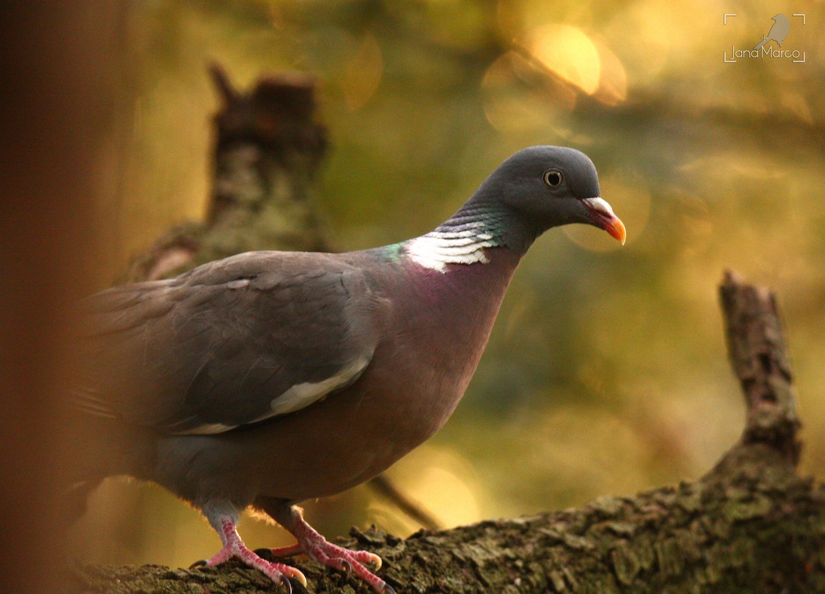 Common Wood-Pigeon - ML358956441