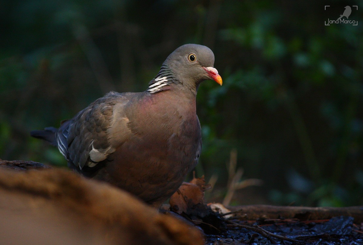 Common Wood-Pigeon - ML358956461