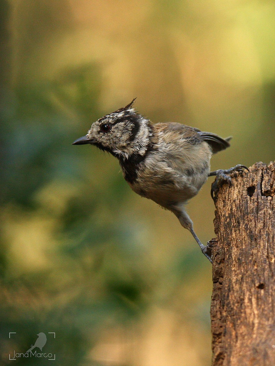 Crested Tit - ML358956821