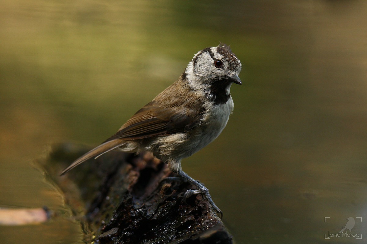 Crested Tit - ML358956841