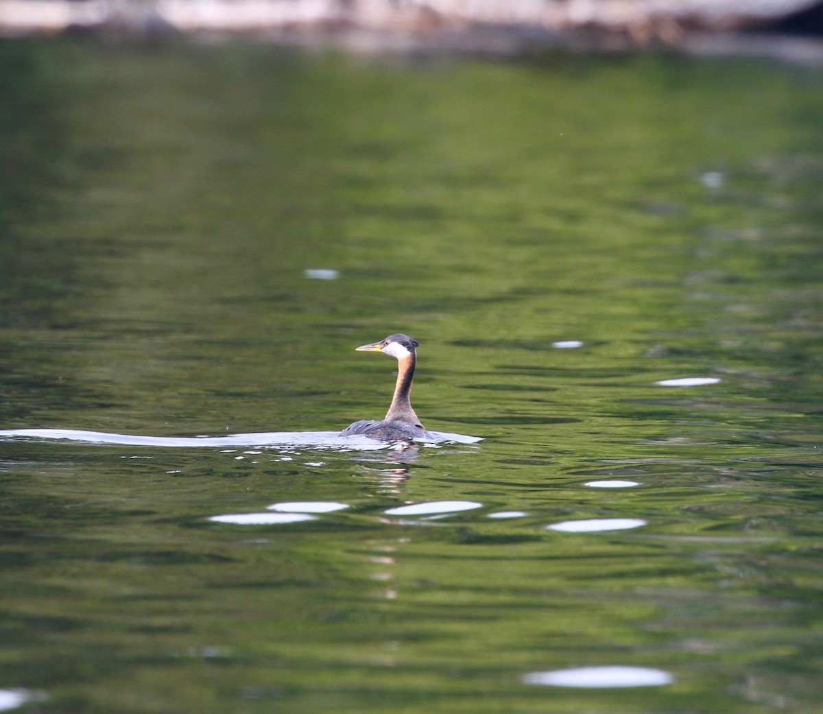 Red-necked Grebe - ML358957981