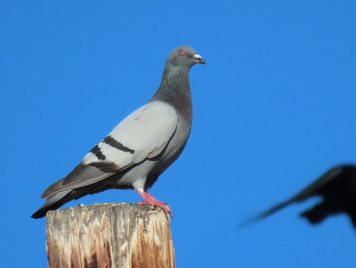 Rock Pigeon (Feral Pigeon) - ML358958291