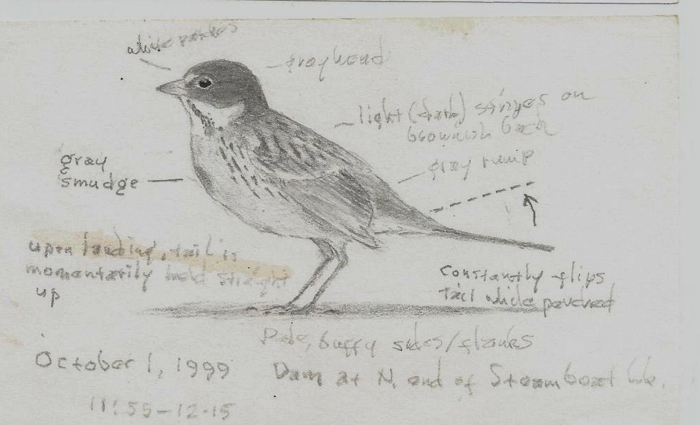 Sagebrush Sparrow - ML358958391
