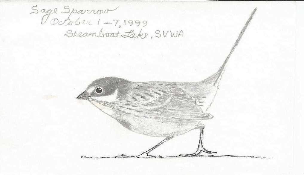 Sagebrush Sparrow - ML358958451
