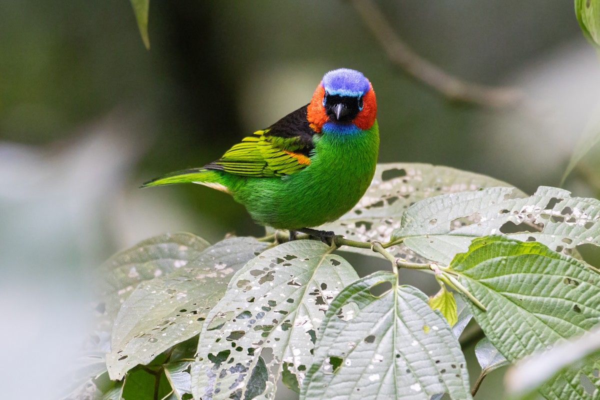Red-necked Tanager - Gabriel Rodrigues