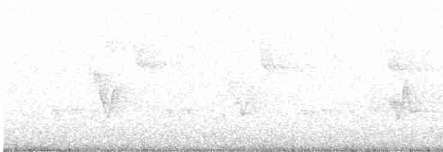 White-bellied Antbird - ML358960531