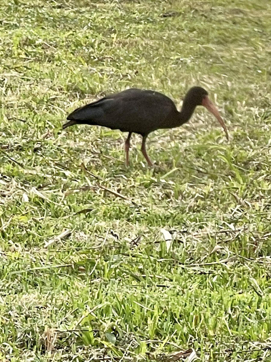 ibis tmavý - ML358960981