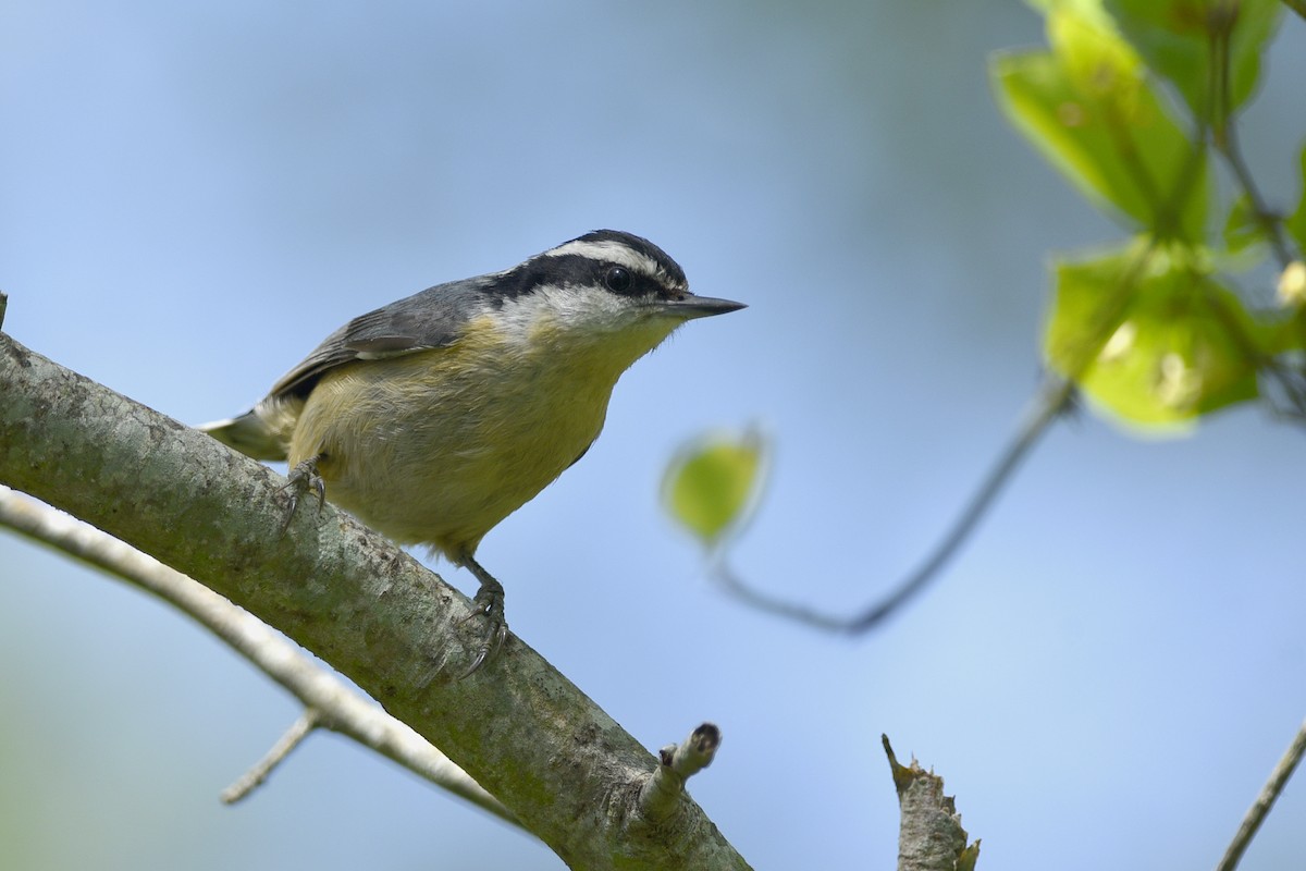 Red-breasted Nuthatch - ML358961081
